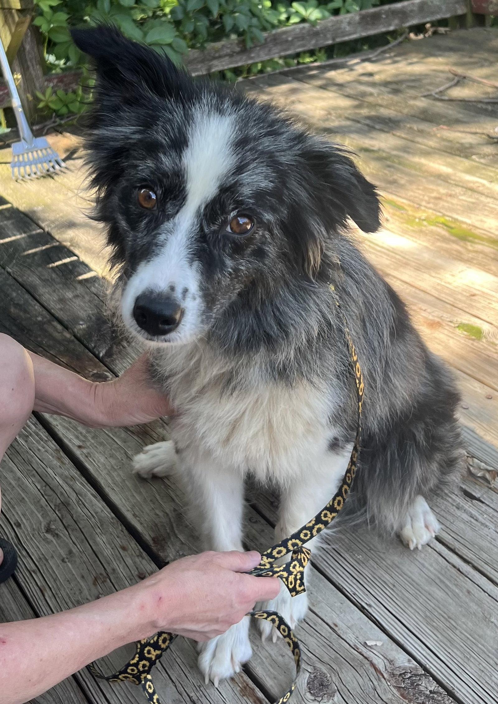 MOLLY, a Adoptable Australian Shepherd in Amherst, OH image 3/3
