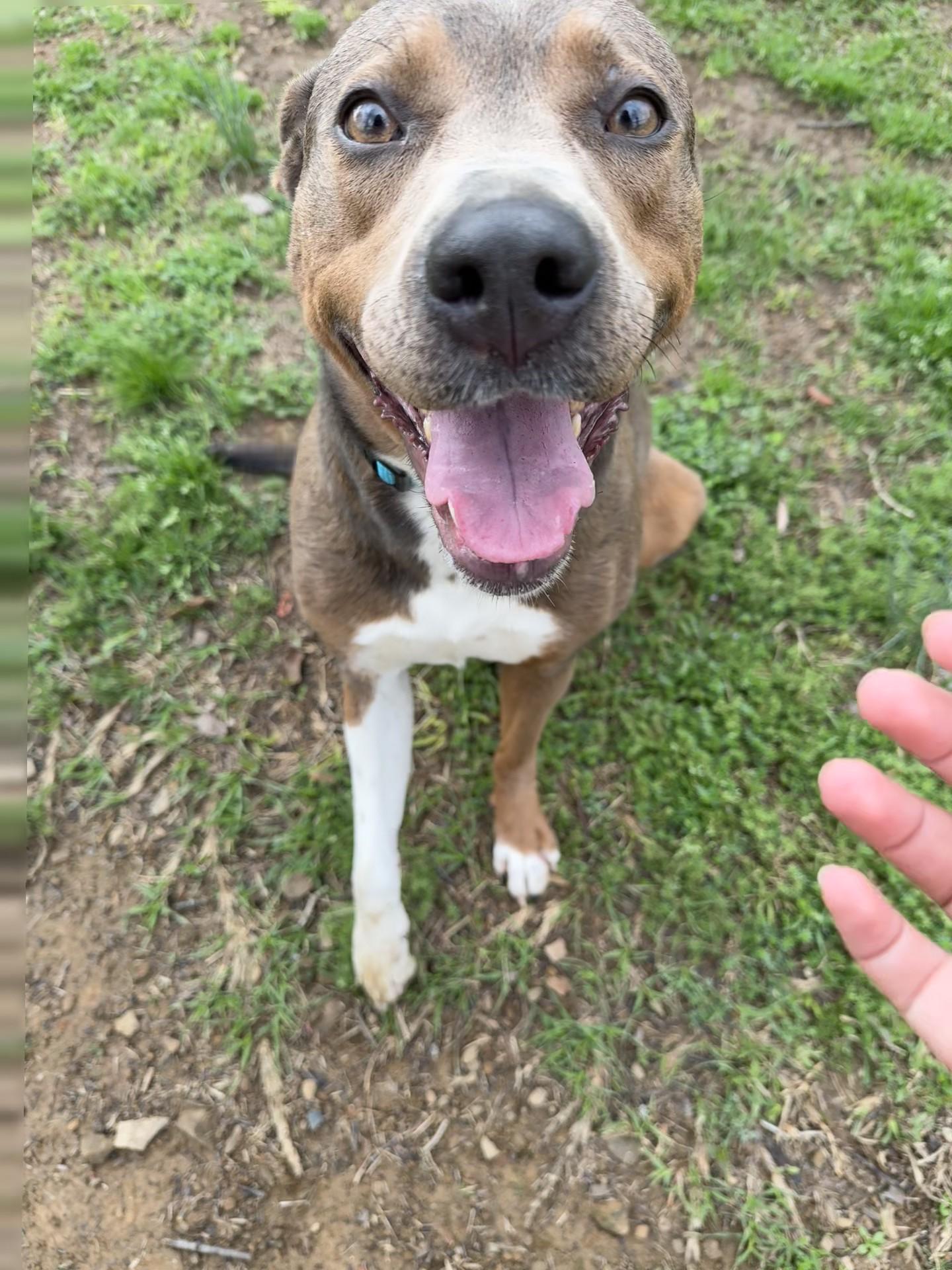 Enlarge Pecan, a ADOPTABLE mixed breed in Conway, AR image 1/2