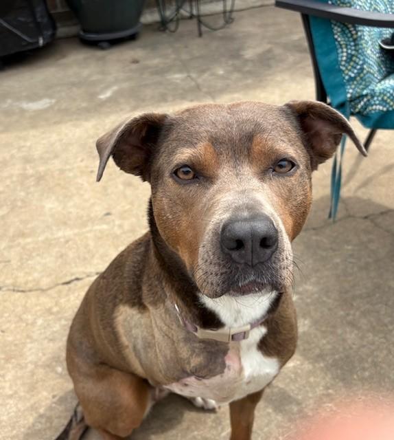 Pecan, ADOPTABLE, Adult Female Terrier.