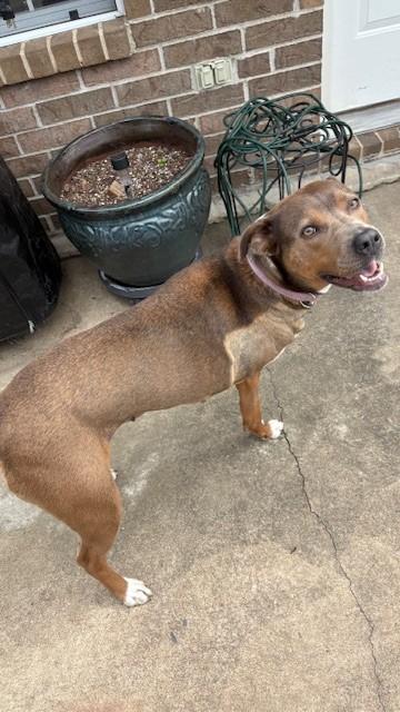 Pecan, a ADOPTABLE mixed breed in Conway, AR image 3/3
