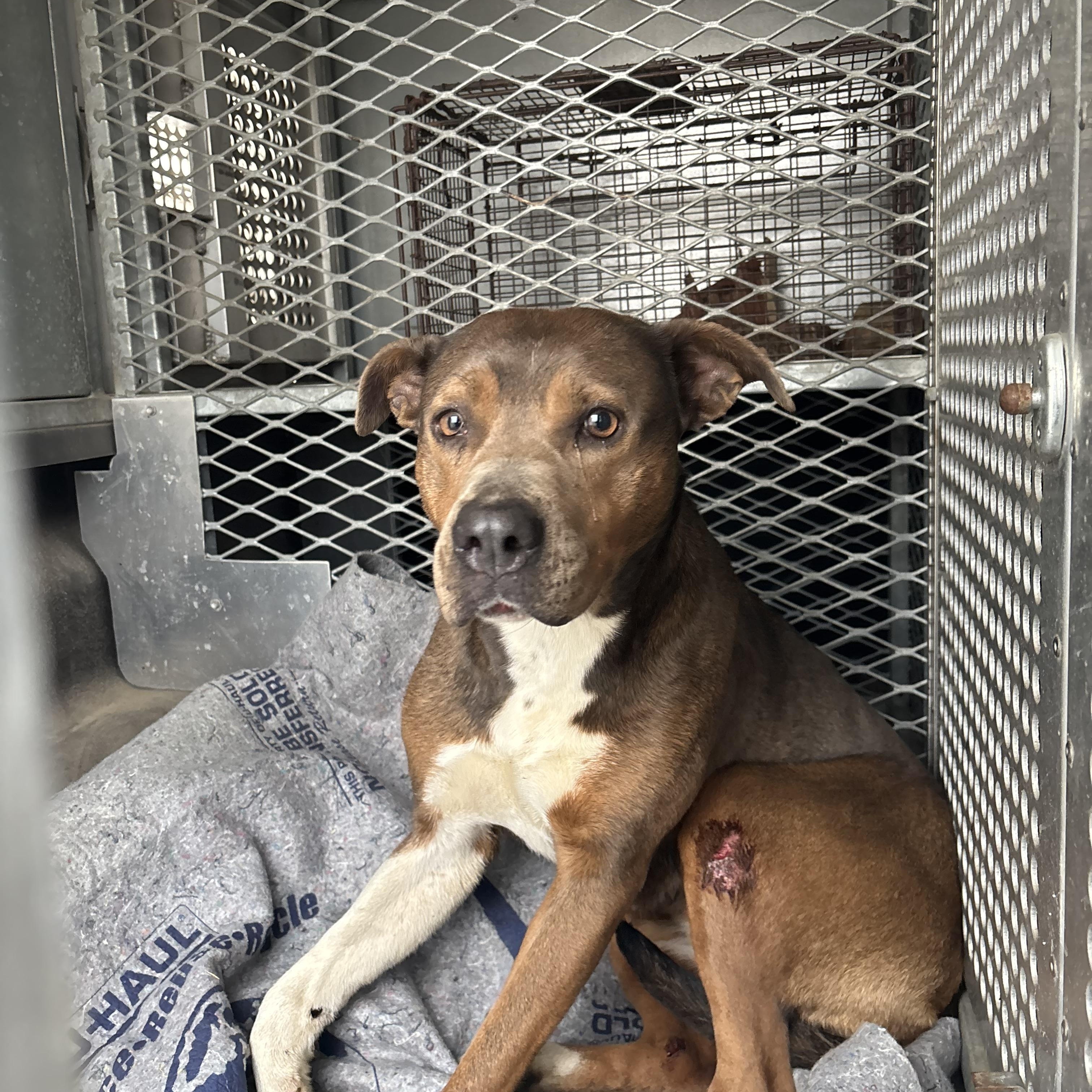 Enlarge Pecan, a ADOPTABLE mixed breed in Conway, AR image 2/2