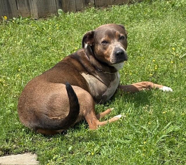 Pecan, a ADOPTABLE mixed breed in Conway, AR image 2/3