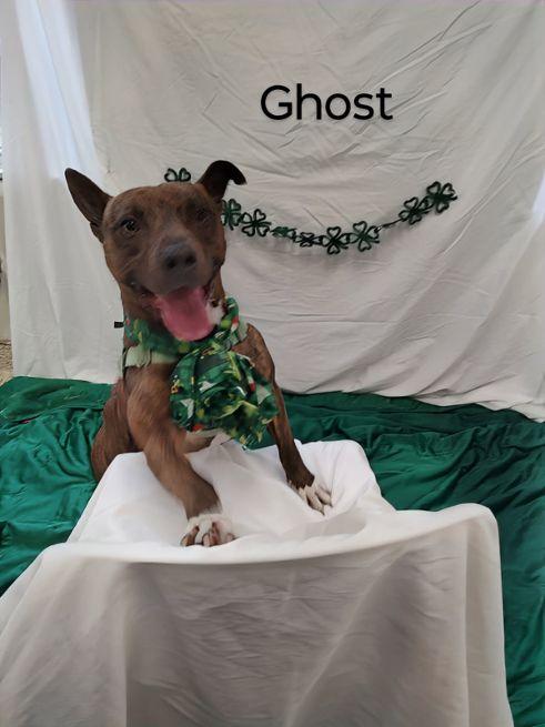 Ghost Rider, a Adoptable mixed breed in Cape May Court House, NJ image 2/5