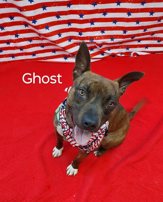 Ghost Rider, a Adoptable mixed breed in Cape May Court House, NJ image 3/5