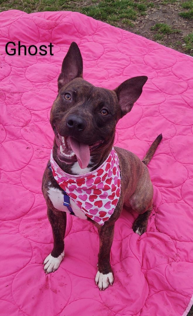 Ghost Rider, a Adoptable mixed breed in Cape May Court House, NJ image 4/5