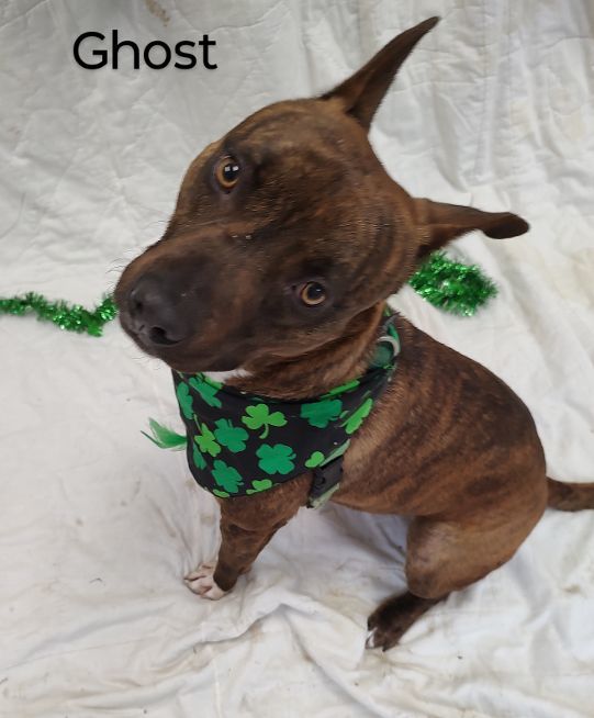 Ghost Rider, a Adoptable mixed breed in Cape May Court House, NJ image 5/5