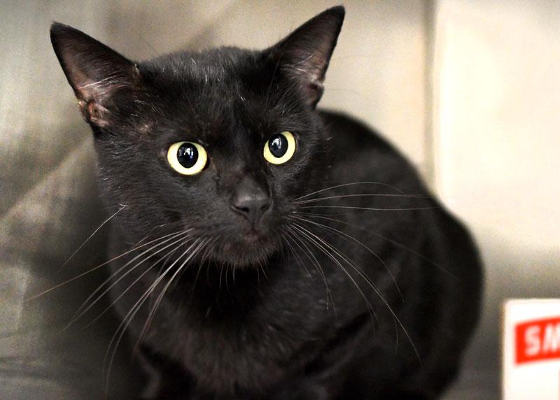 Mr. Razzlefrass, ADOPTABLE, Adult Male Domestic Short Hair.