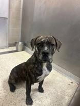 Linda 58908804 Cane Corso Dog