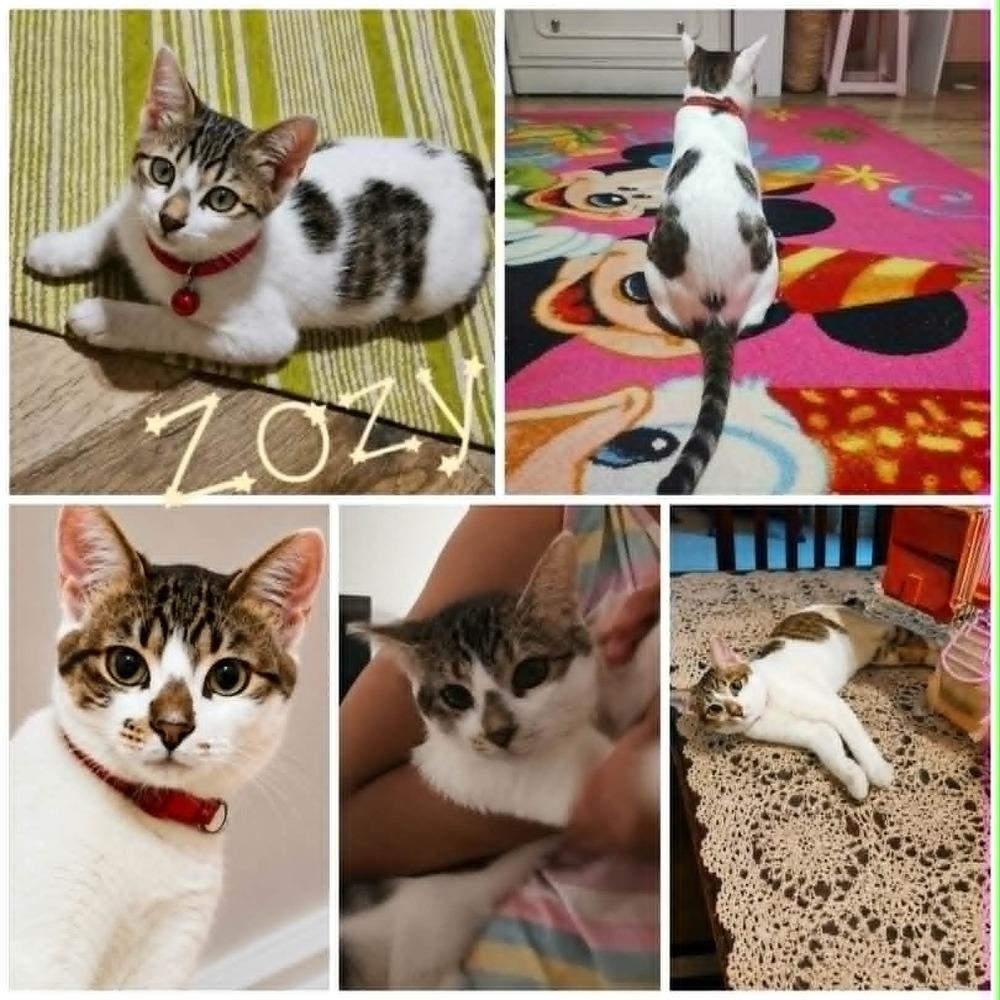 Enlarge Zozy, a Adoptable mixed breed in WOLCOTT, CT image 2/3
