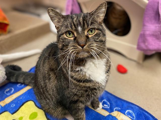 Enlarge JUNIOR, a Adoptable Domestic Short Hair in Fort Wayne, IN image 1/1