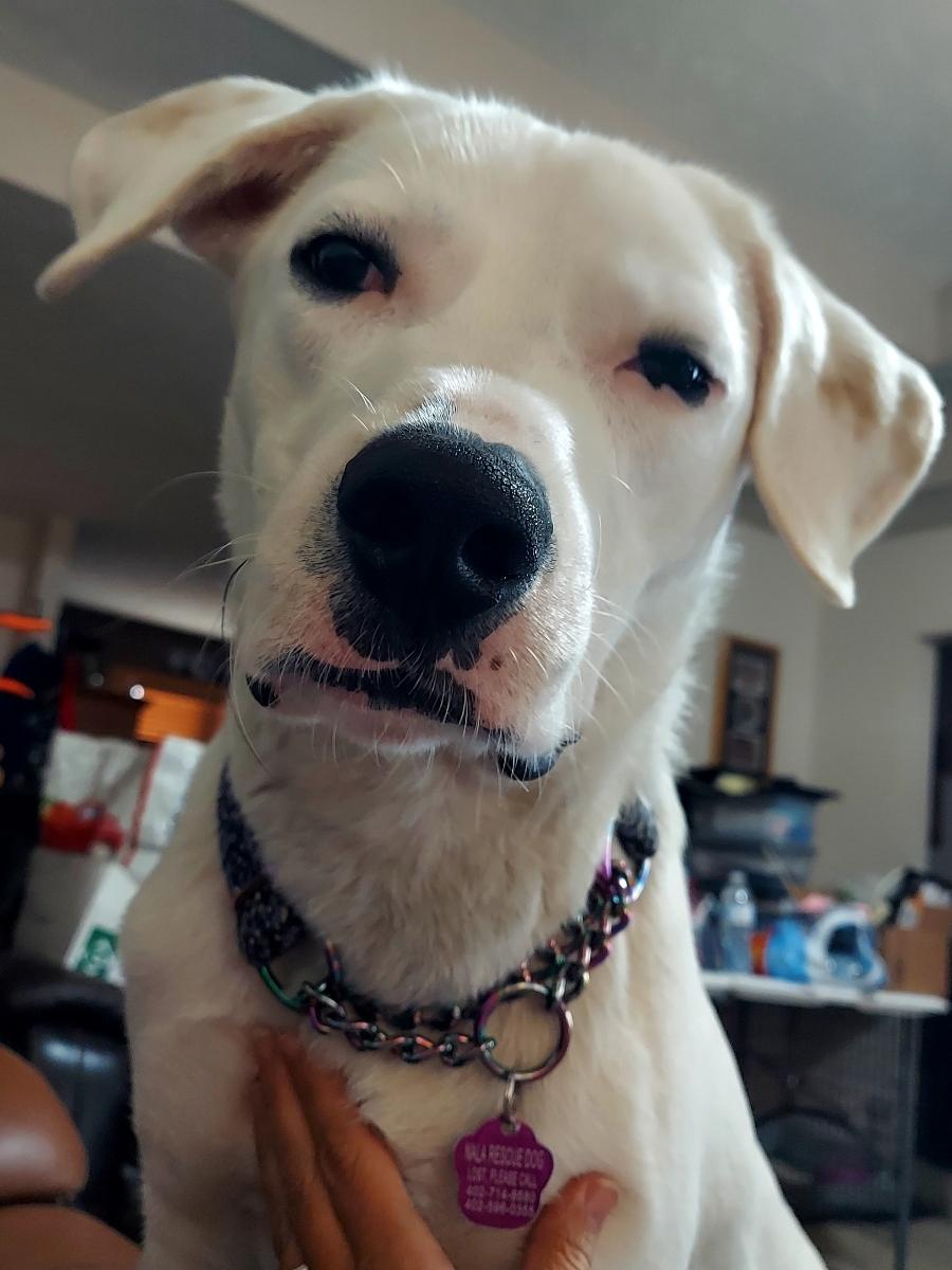 Frankie