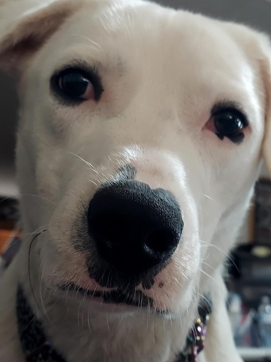 Frankie