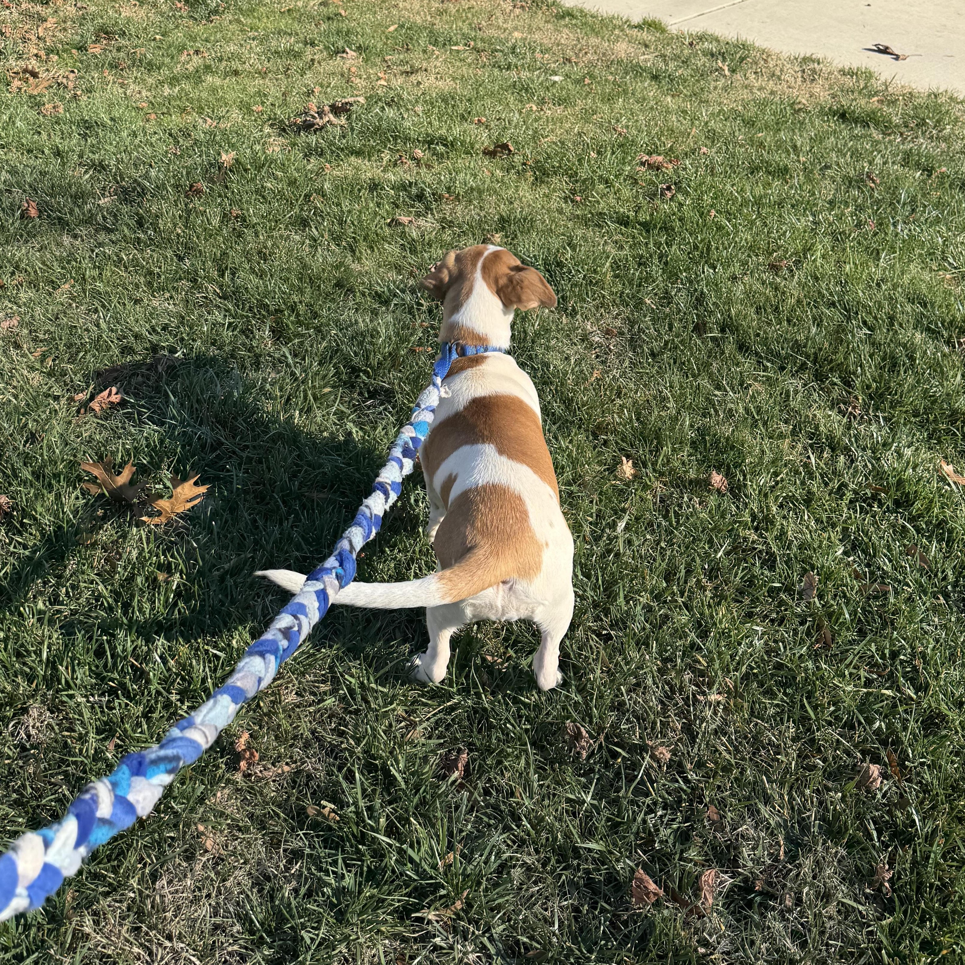 Enlarge Bubbles, a ADOPTABLE mixed breed in Charlotte, NC image 4/6