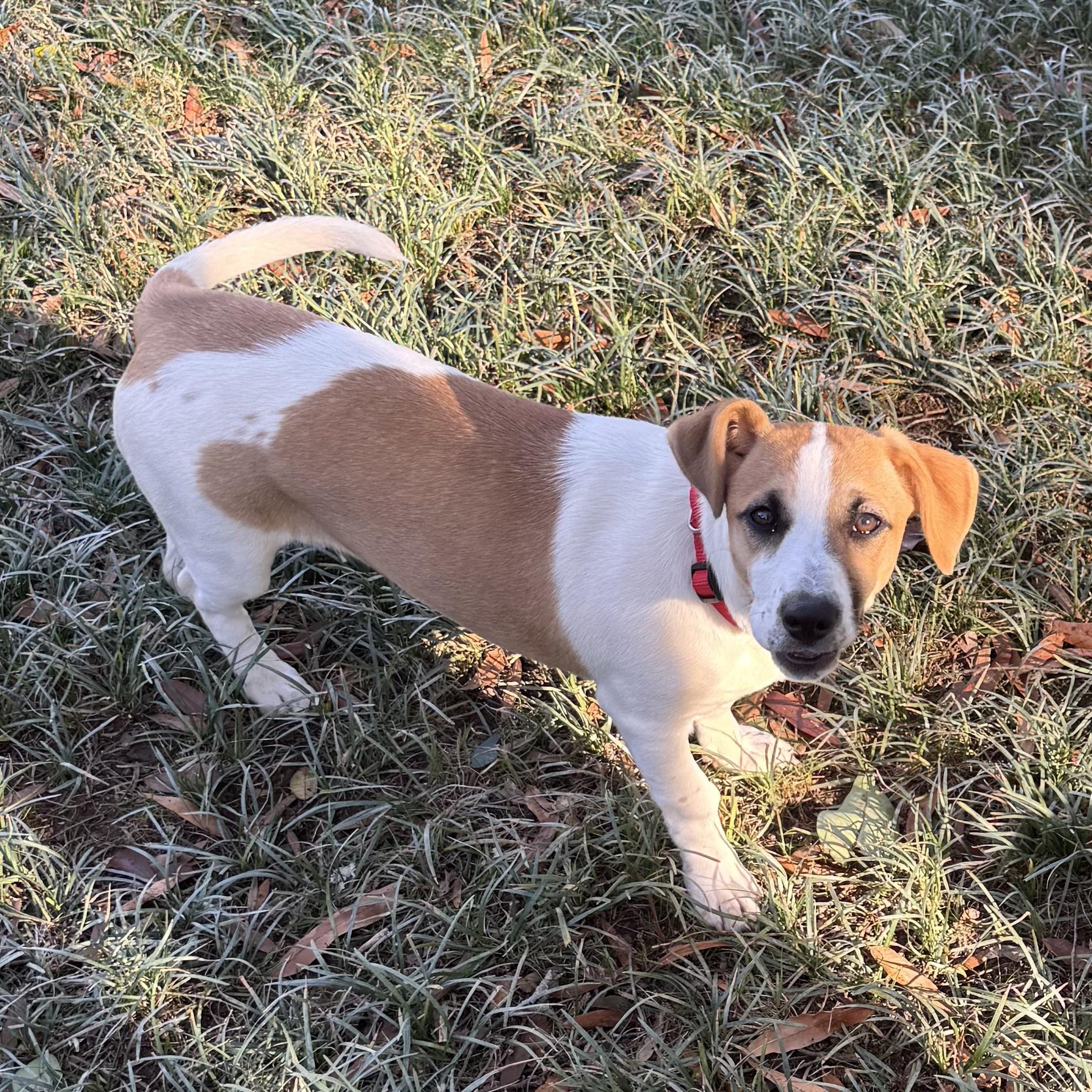 Enlarge Bubbles, a ADOPTABLE mixed breed in Charlotte, NC image 3/6