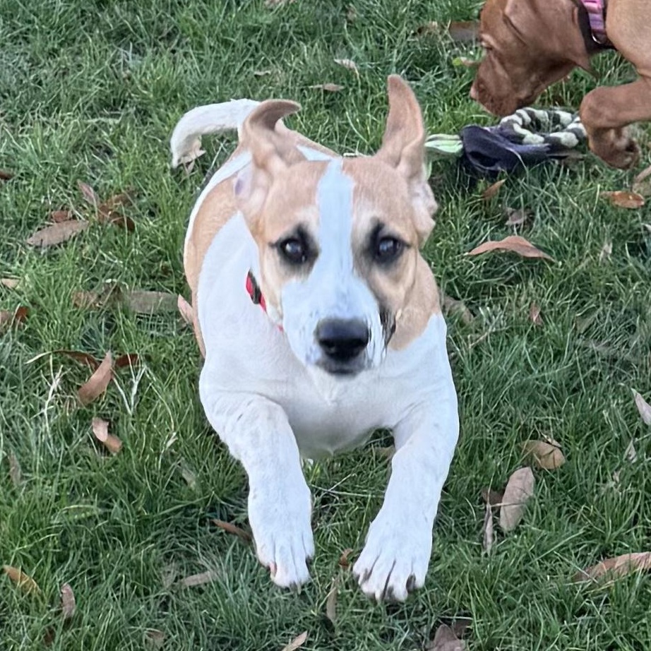 Bubbles, ADOPTABLE, Puppy Female Jack Russell Terrier & Basset Hound.