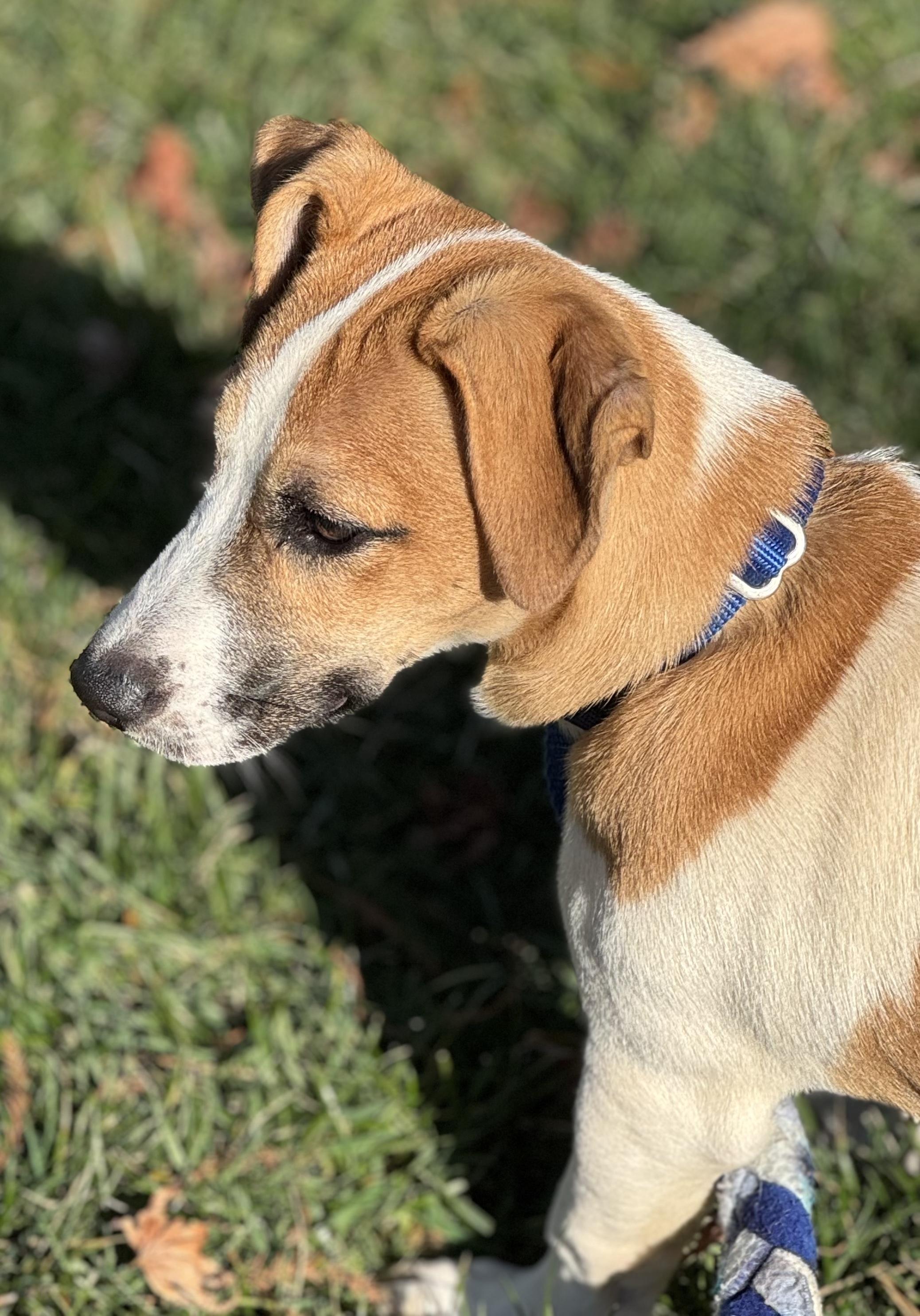 Enlarge Bubbles, a ADOPTABLE mixed breed in Charlotte, NC image 2/6