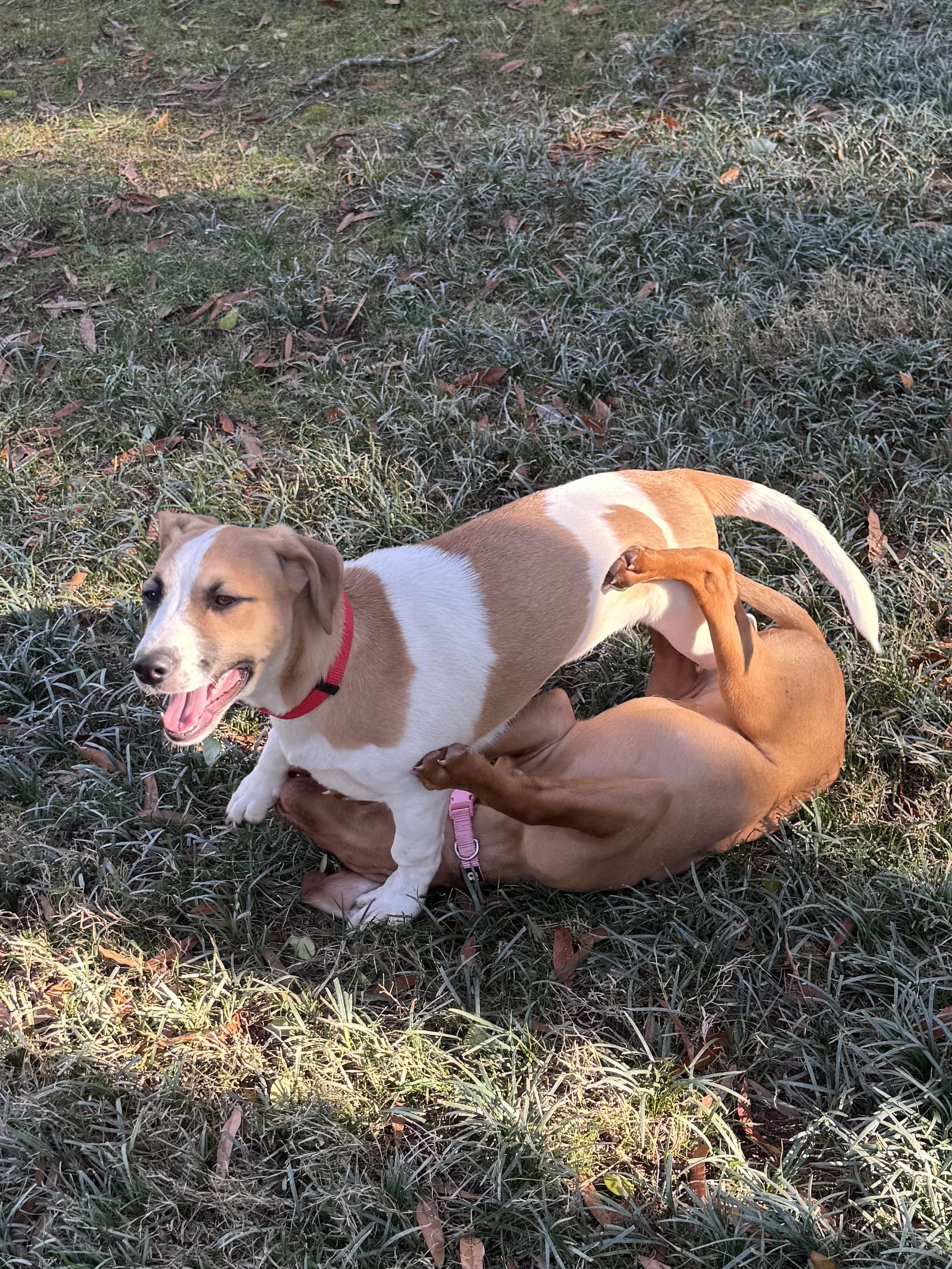 Enlarge Bubbles, a ADOPTABLE mixed breed in Charlotte, NC image 5/6