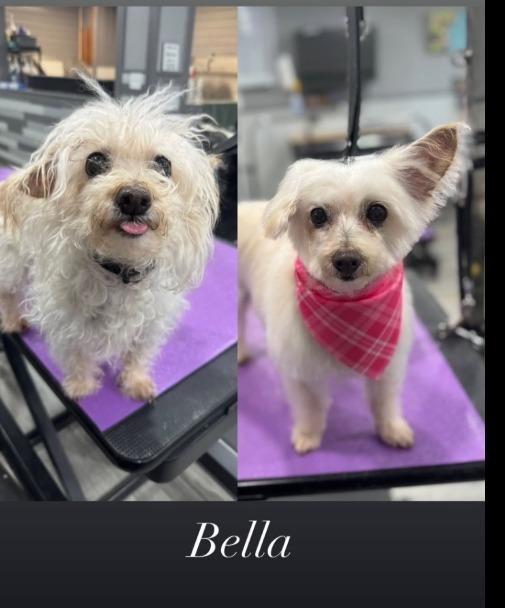 Bella, Adopted, Senior Female Poodle & Bichon Frise.