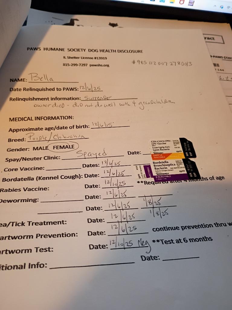 Bella, a Adopted mixed breed in Rockford, IL image 4/5