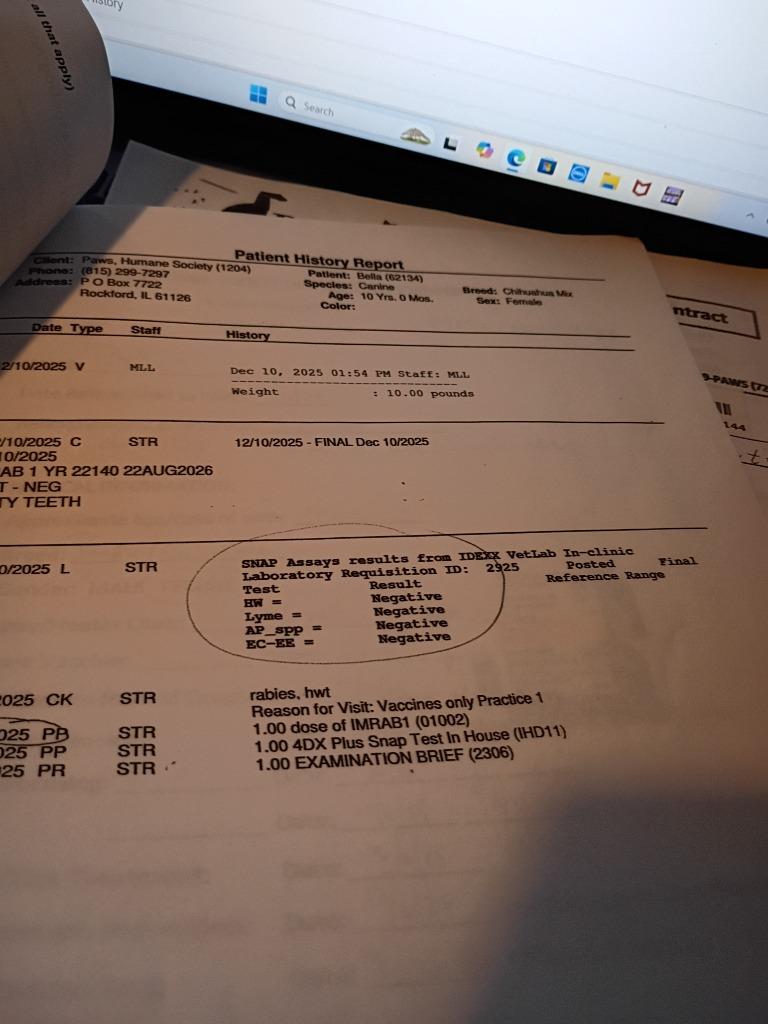 Bella, a Adopted mixed breed in Rockford, IL image 5/5