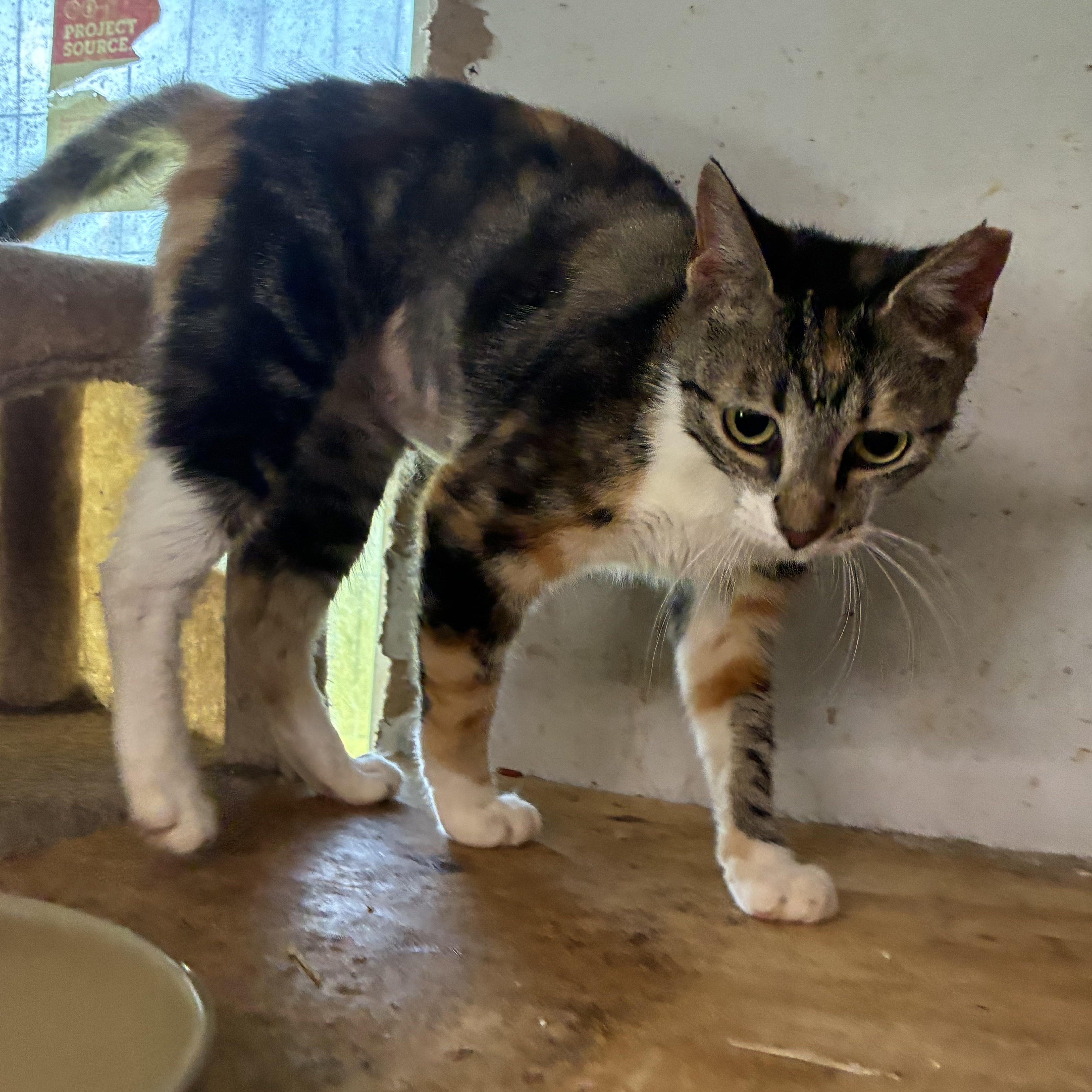 Enlarge Lunabelle, a Adoptable Torbie in Bridgeton, NC image 2/2