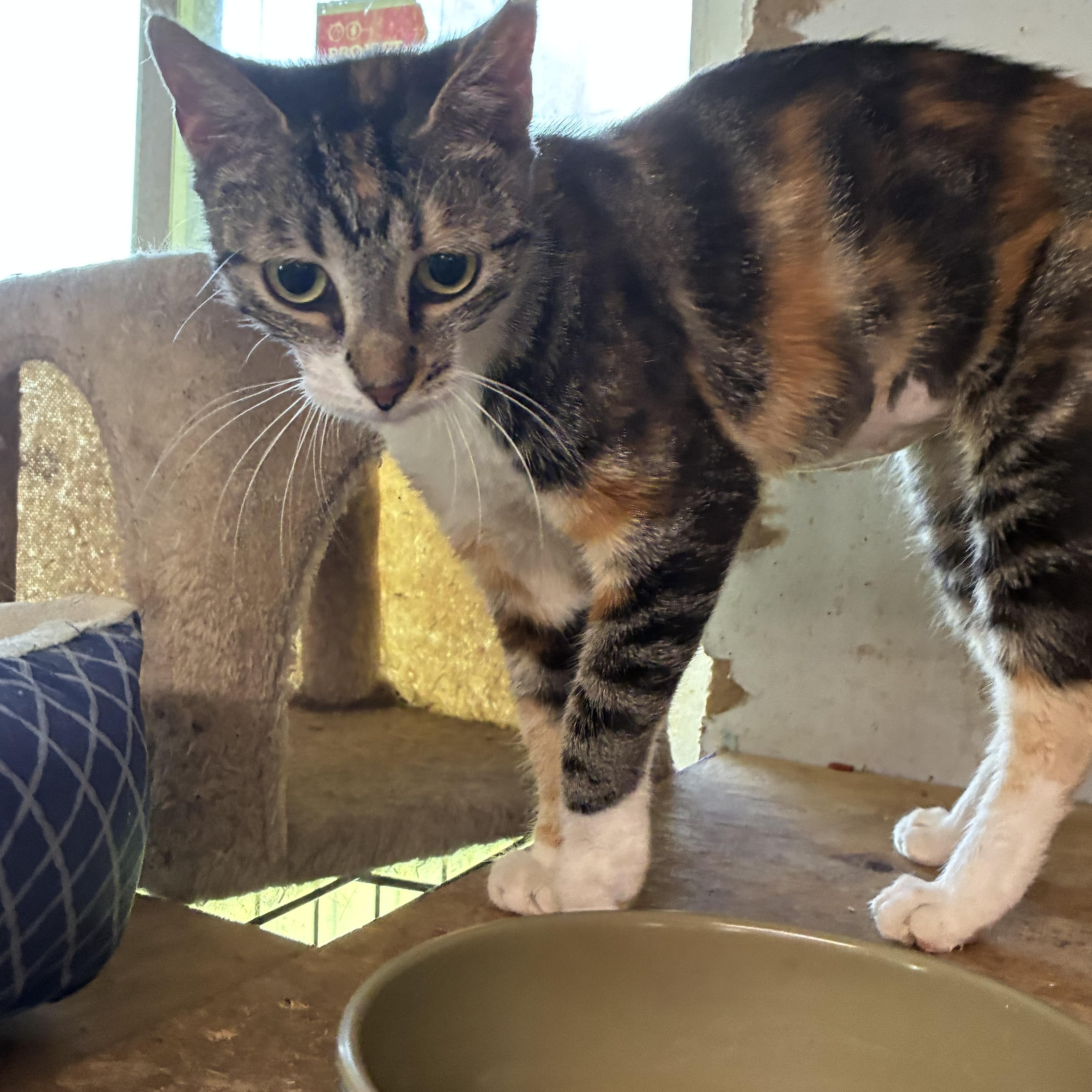 Enlarge Lunabelle, a Adoptable Torbie in Bridgeton, NC image 1/2