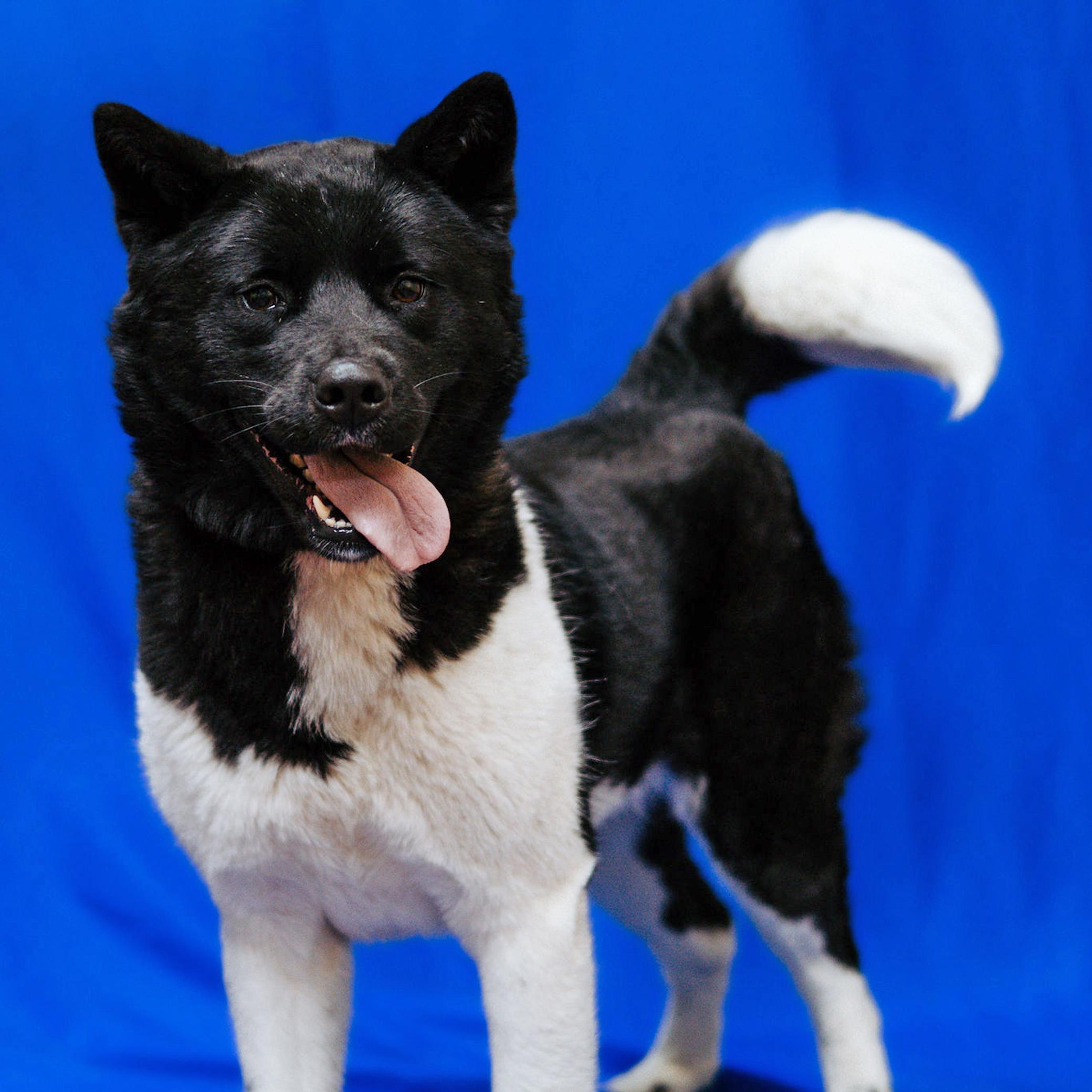 Yuma, Adoptable, Adult Female Akita.
