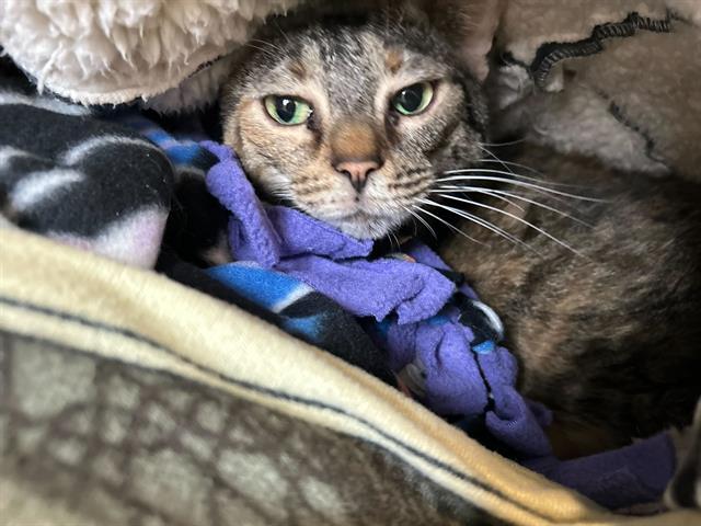 Enlarge JUDGE JUDY, a Adoptable Domestic Short Hair in Bowling Green, OH image 1/1