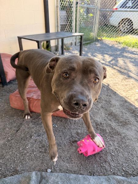 Gloria, Adoptable, Adult Female Pit Bull Terrier.