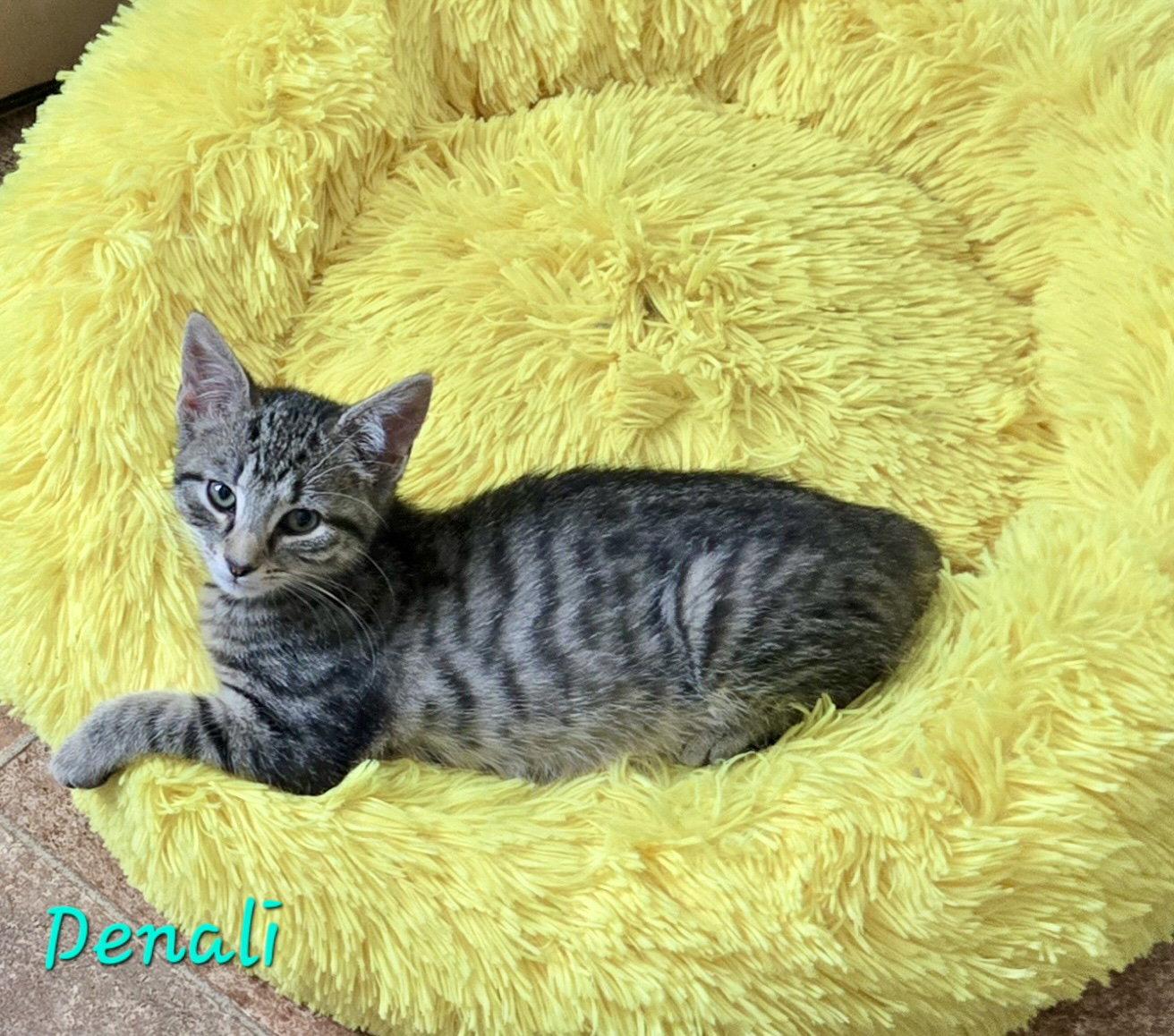Enlarge Denali, a Adoptable Domestic Short Hair in Penndel, PA image 1/2