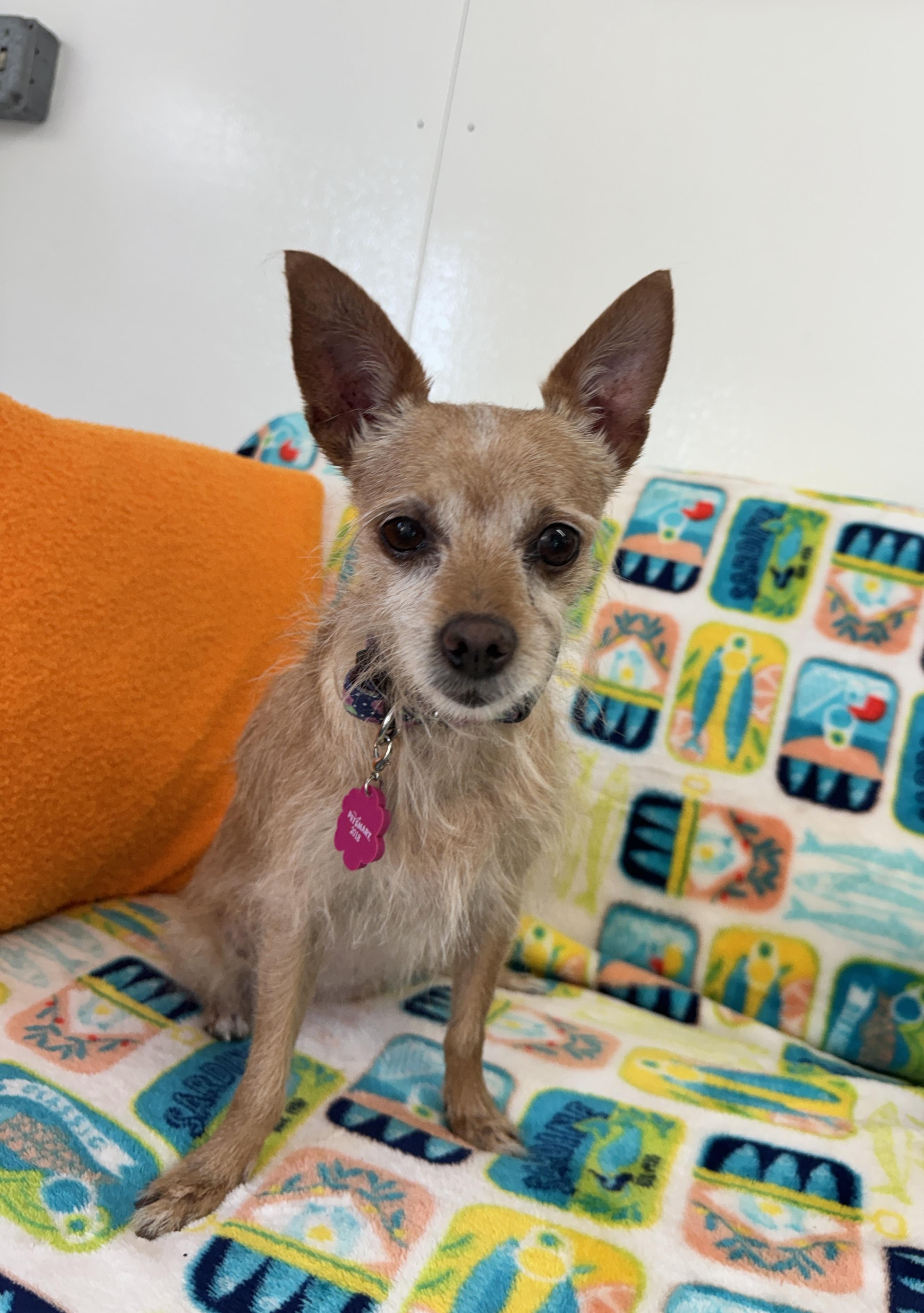 Enlarge Delilah, a ADOPTABLE Rat Terrier in Venice, FL image 1/3