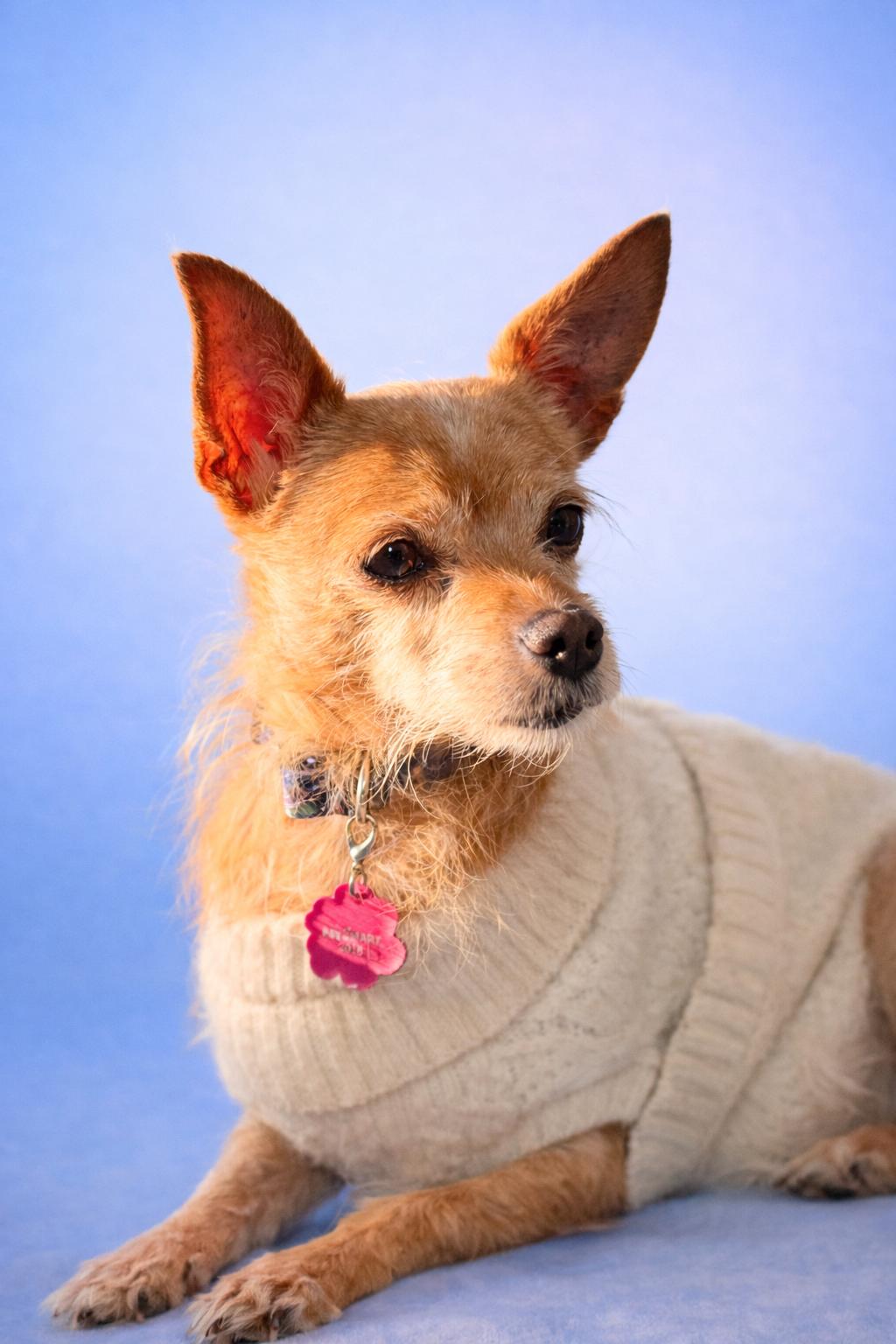 Enlarge Delilah, a ADOPTABLE Rat Terrier in Venice, FL image 2/3