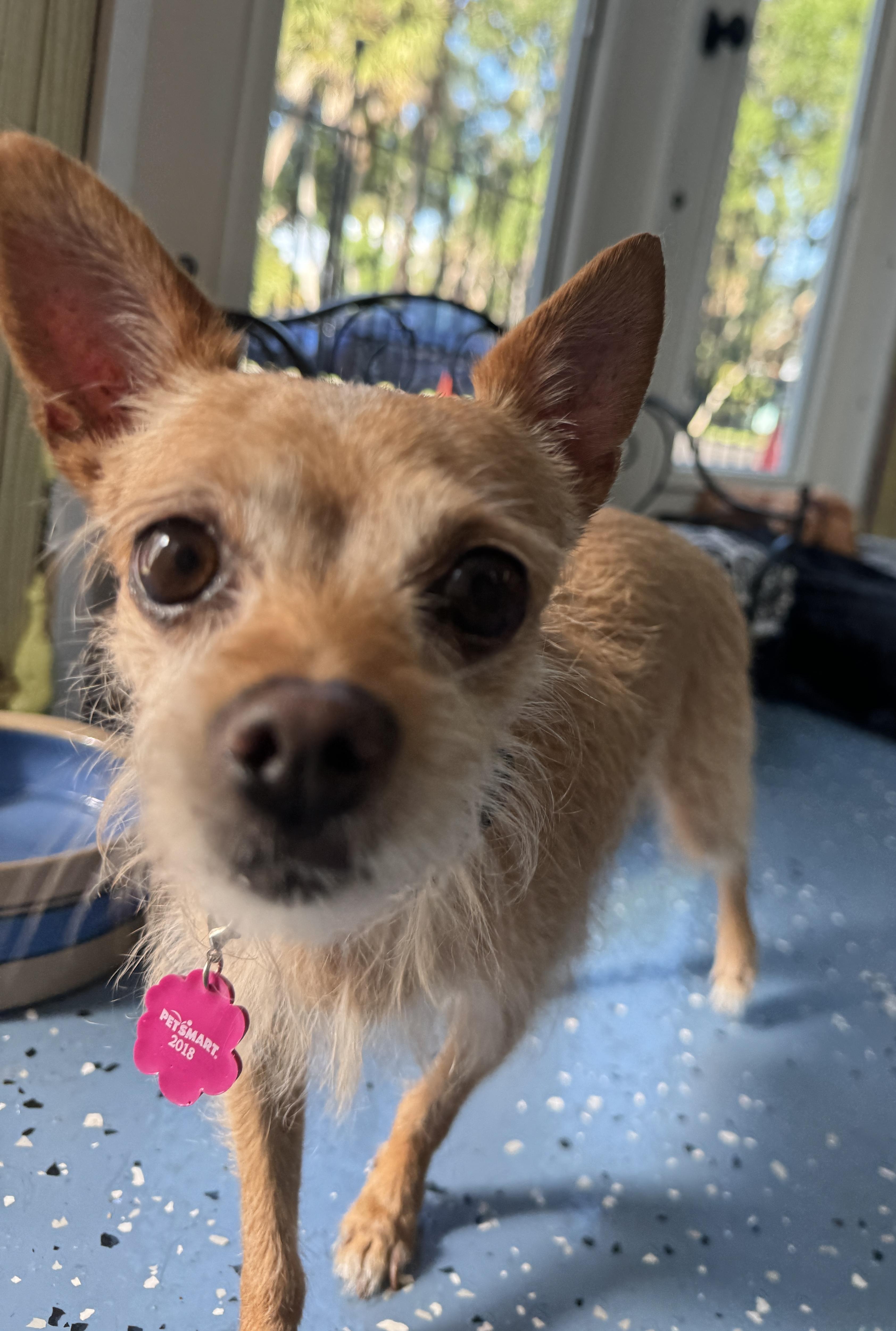 Enlarge Delilah, a ADOPTABLE Rat Terrier in Venice, FL image 3/3