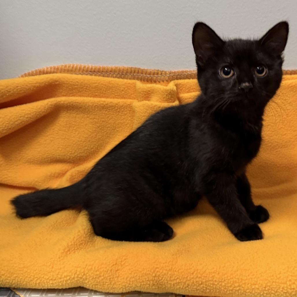Pixel, a Adoptable Domestic Short Hair in North Canton, OH image 1/2