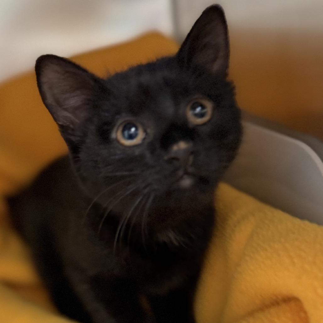 Pixel, a Adoptable Domestic Short Hair in North Canton, OH image 2/2