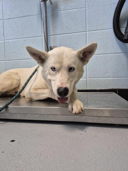 Ic15 Frost Bite, Adoptable, Adult Male Siberian Husky.