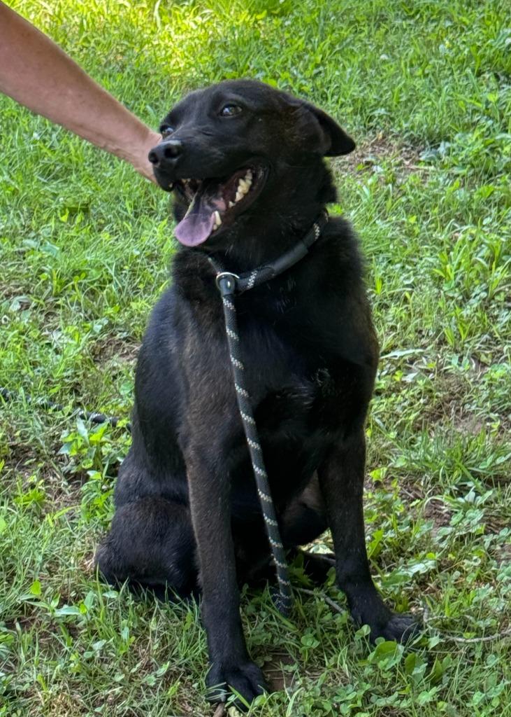 Enlarge Norman, a Adoptable mixed breed in Lawrenceburg, TN image 1/6