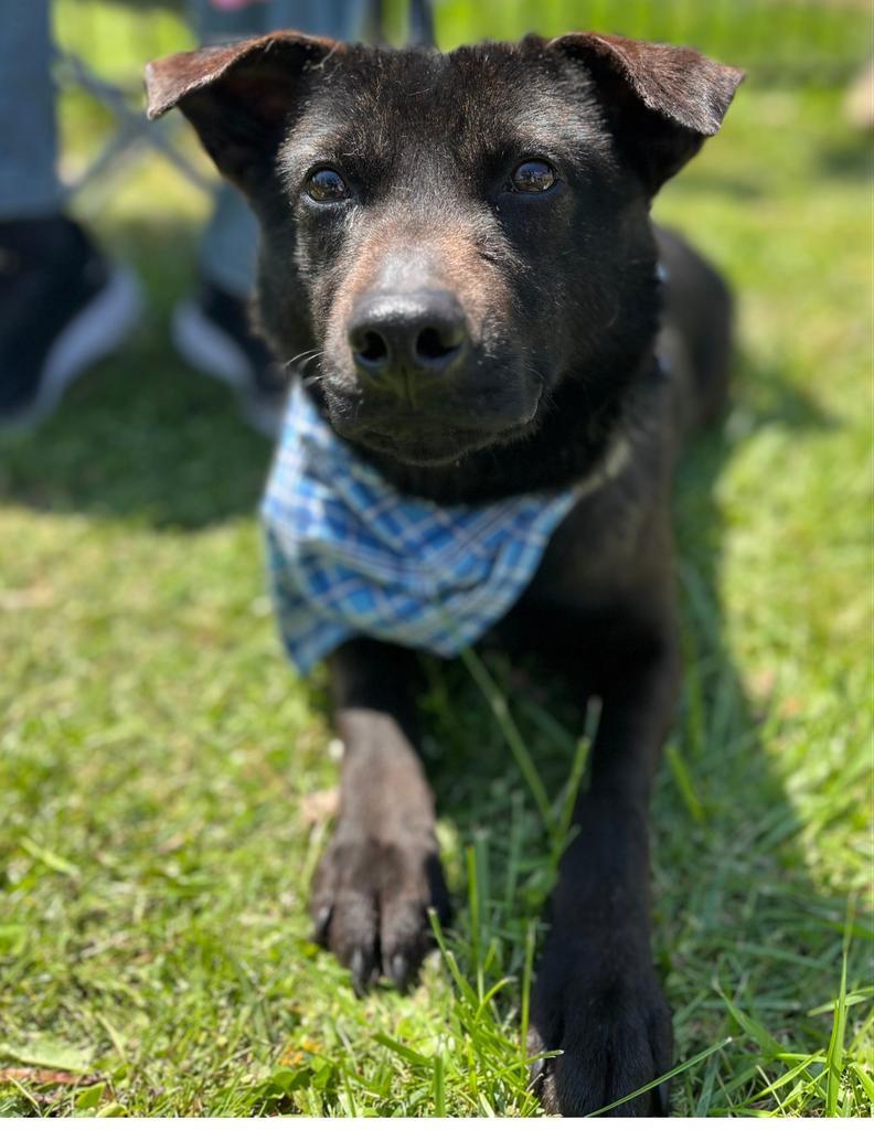 Norman, Adoptable, Adult Male German Shepherd Dog & Labrador Retriever.