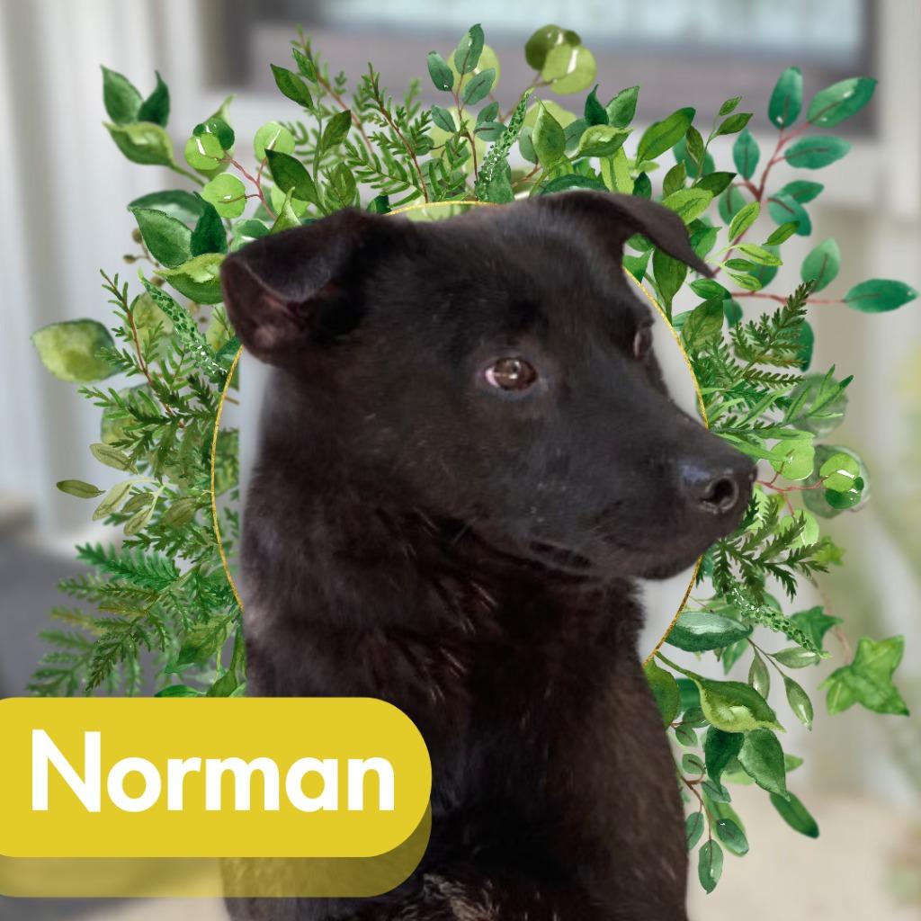 Norman, Adoptable, Adult Male German Shepherd Dog & Labrador Retriever.