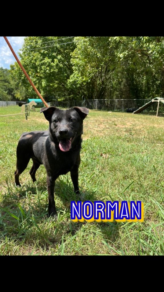 Norman, a Adoptable mixed breed in Lawrenceburg, TN image 2/4