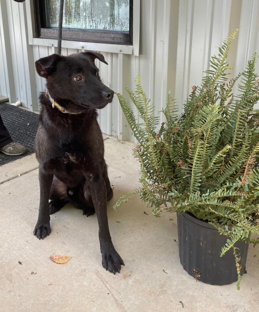 Norman, a Adoptable mixed breed in Lawrenceburg, TN image 3/4