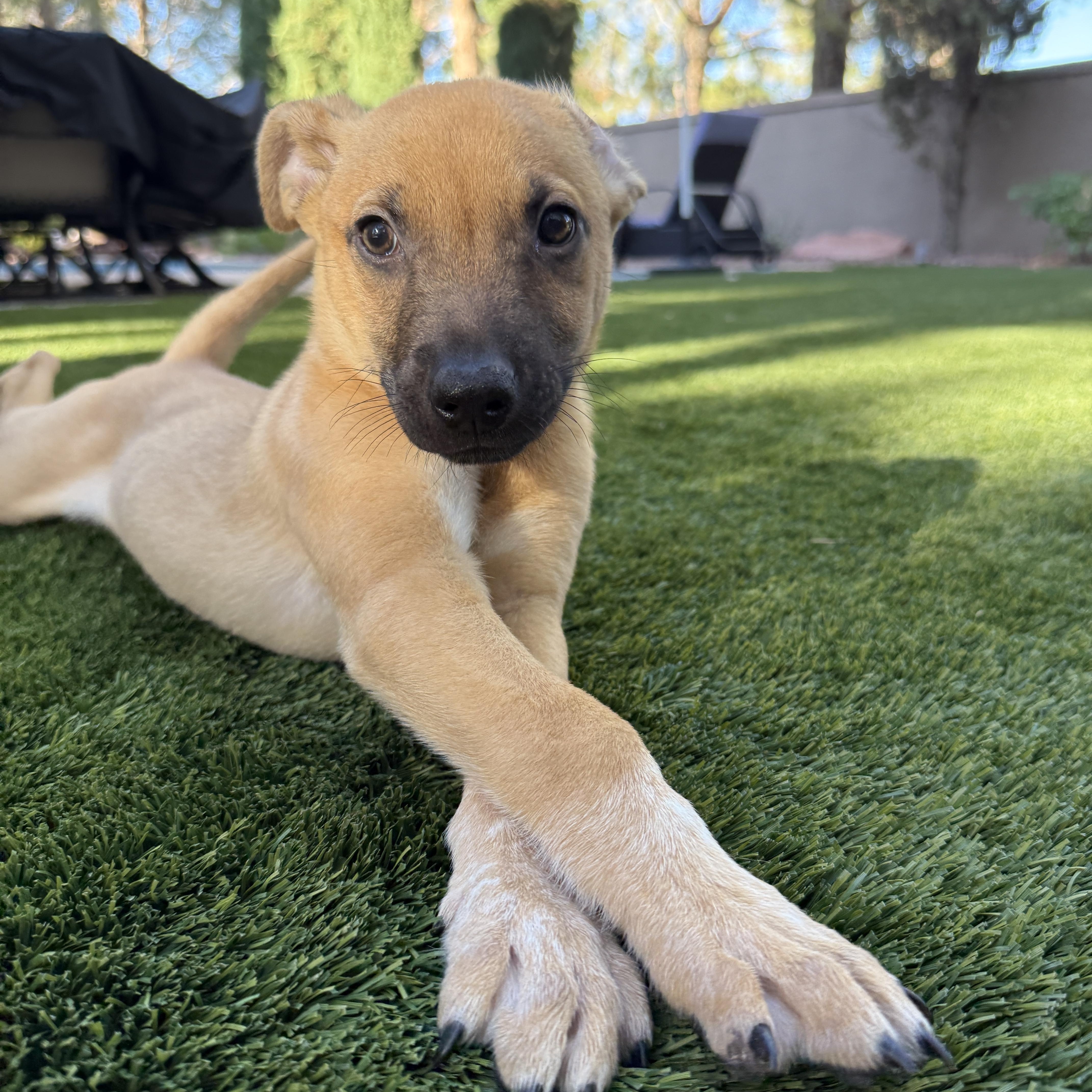 Enlarge Rotisserie chicken, a Adoptable Mixed Breed in Henderson, NV image 2/4