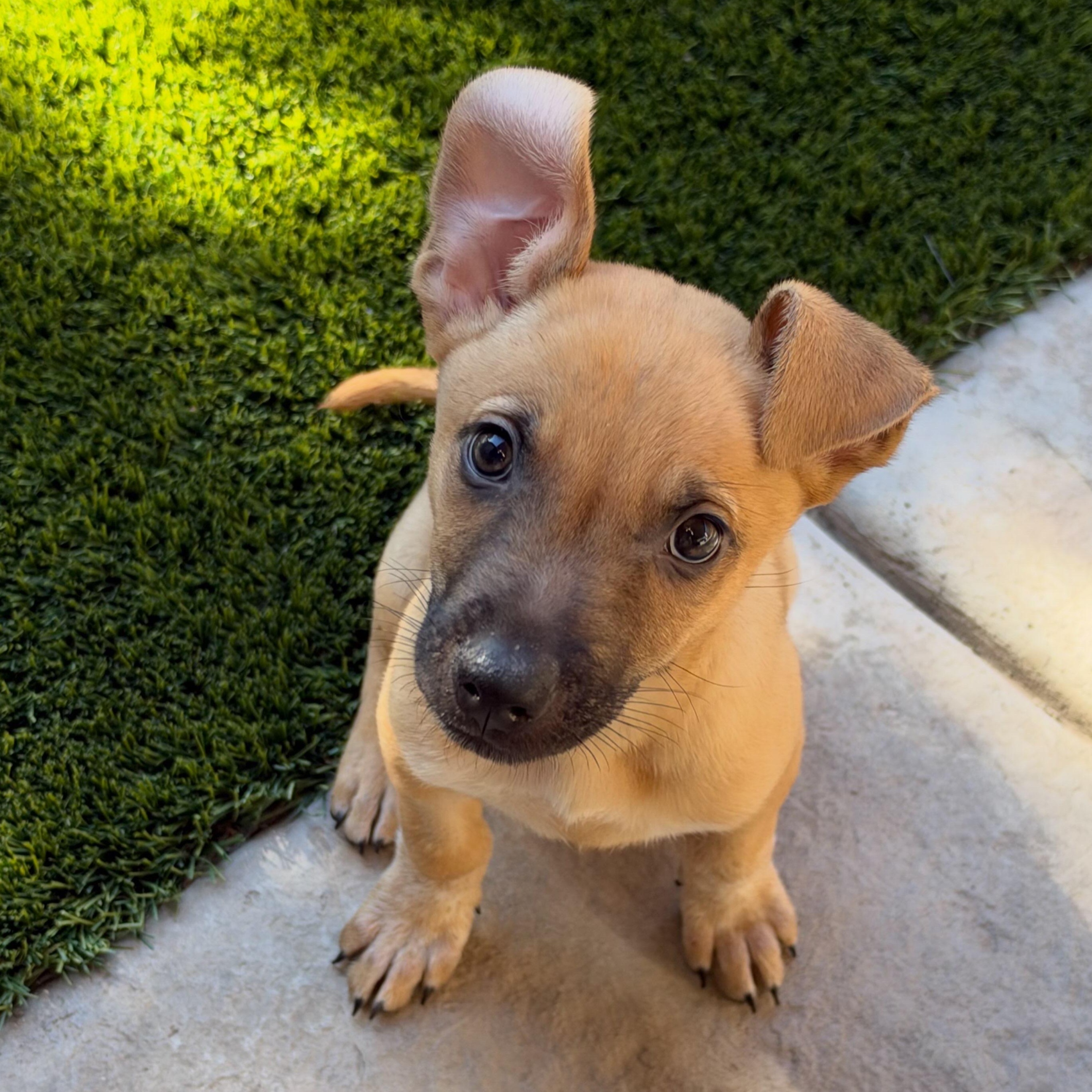 Enlarge Rotisserie chicken, a Adoptable Mixed Breed in Henderson, NV image 3/4