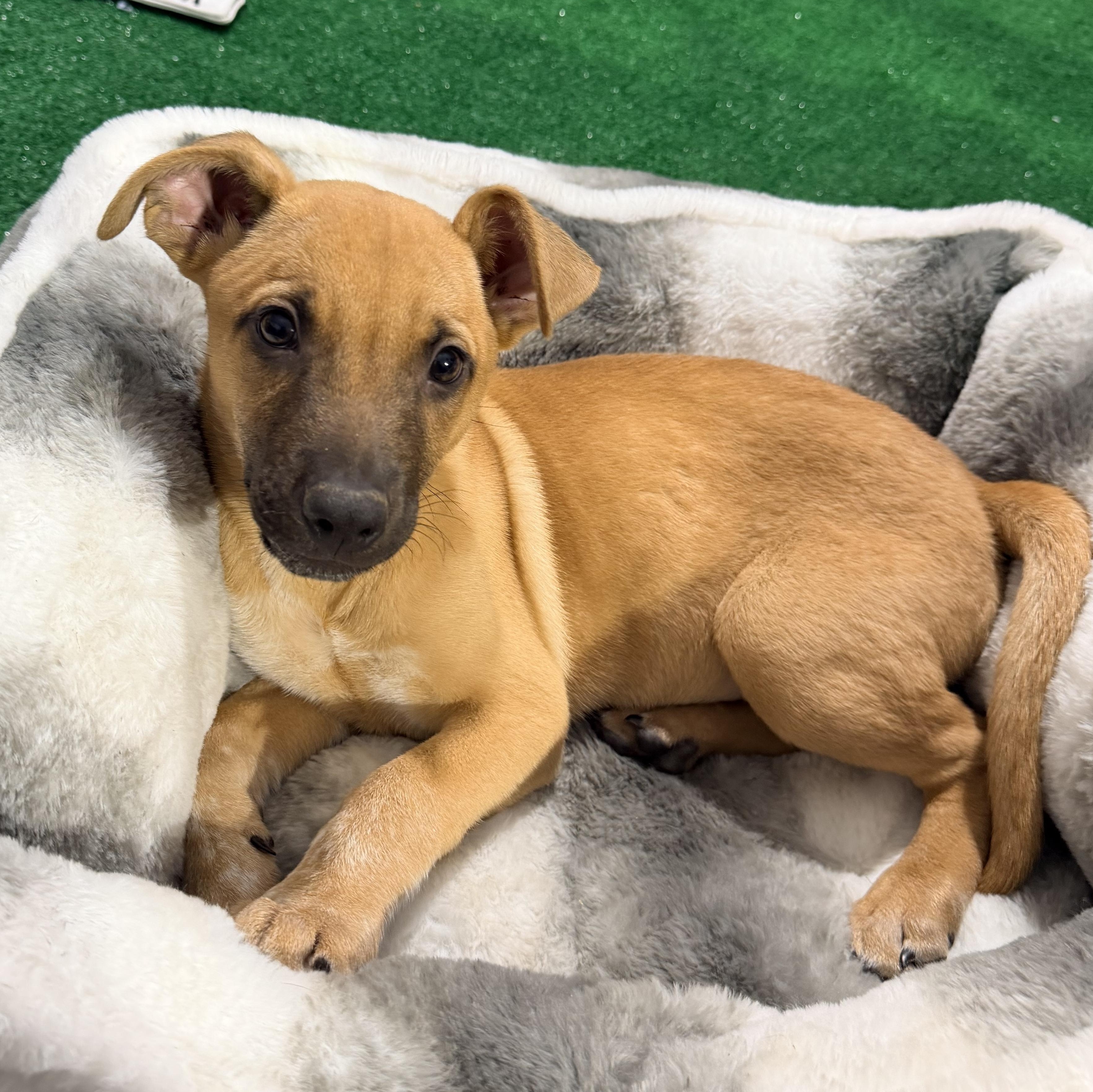 Rotisserie chicken, Adoptable, Puppy Male Mixed Breed.