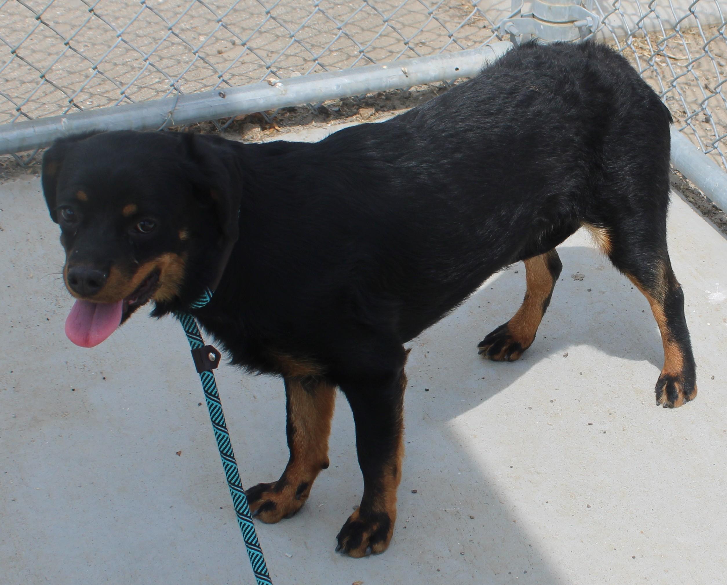 PROSPERITY (Available Aug 18), a ADOPTABLE mixed breed in Wasco, CA image 3/4