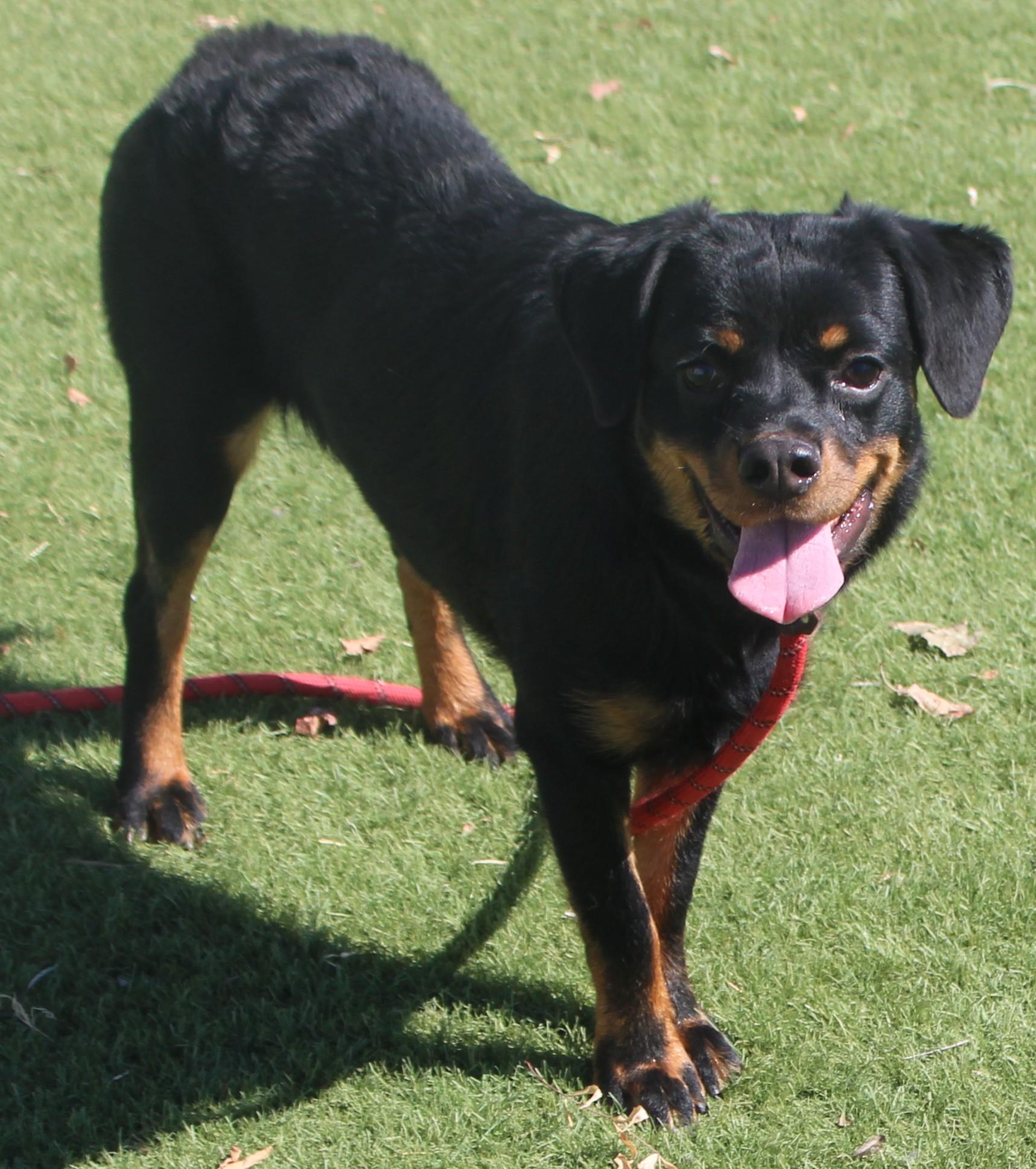 PROSPERITY (Available Aug 18), a ADOPTABLE mixed breed in Wasco, CA image 3/6