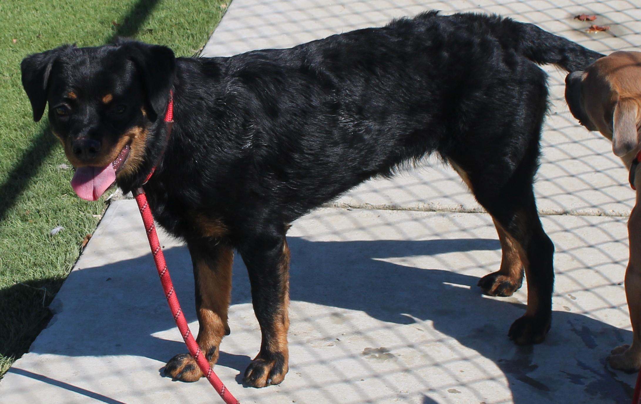 PROSPERITY (Available Aug 18), a ADOPTABLE mixed breed in Wasco, CA image 5/6