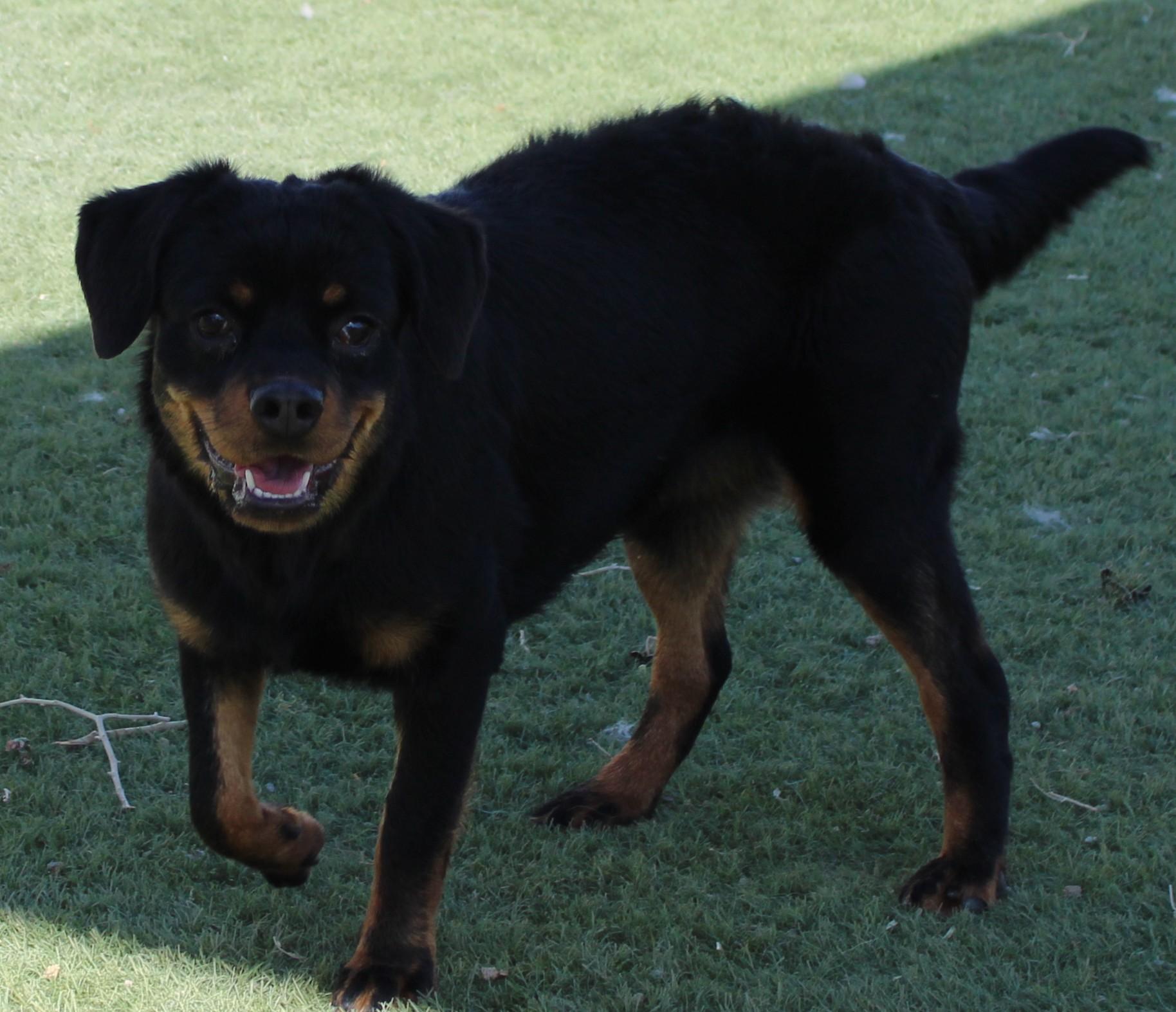 Enlarge PROSPERITY, a Adoptable mixed breed in Wasco, CA image 2/6