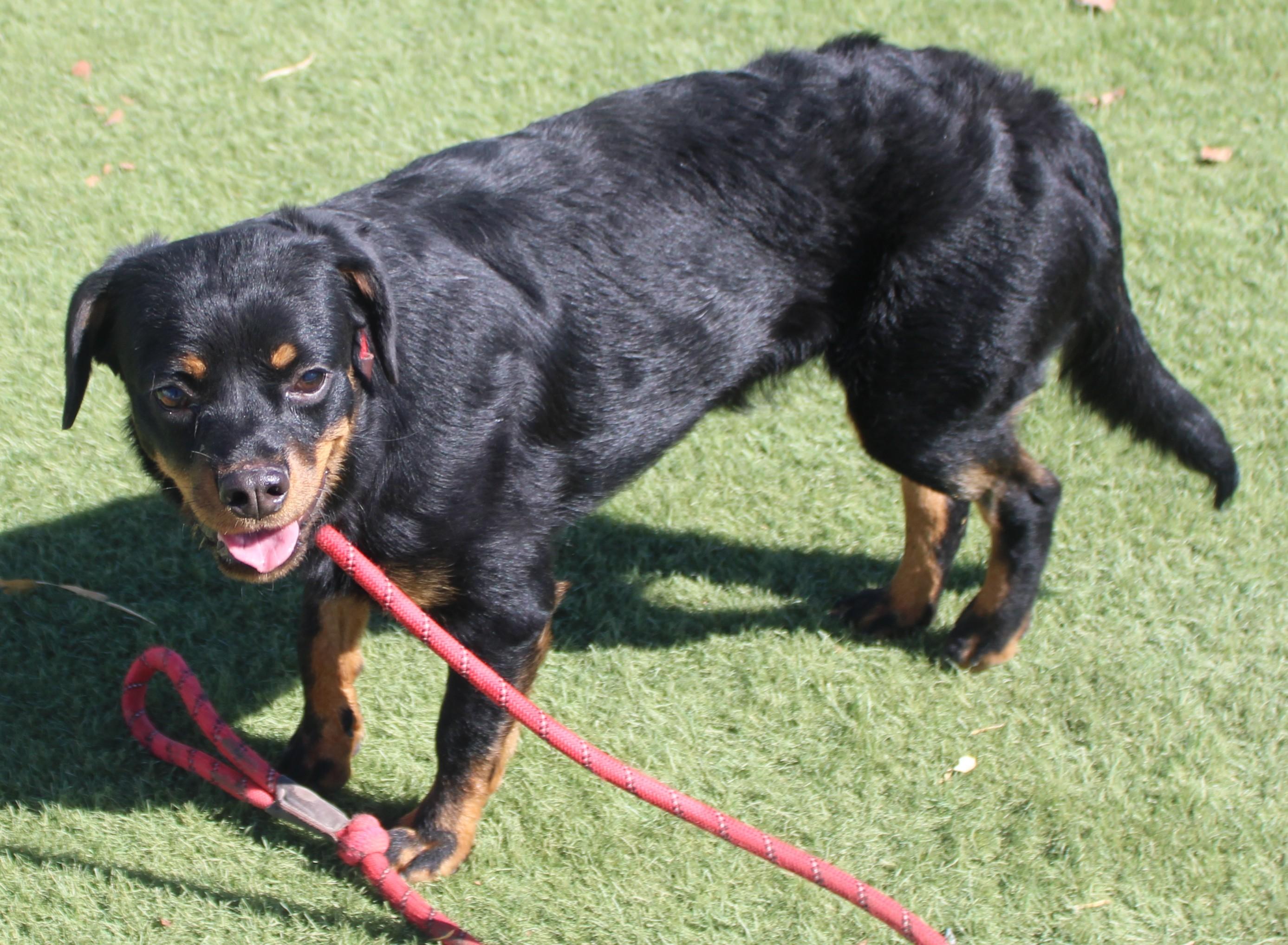 PROSPERITY (Available Aug 18), a ADOPTABLE mixed breed in Wasco, CA image 4/6