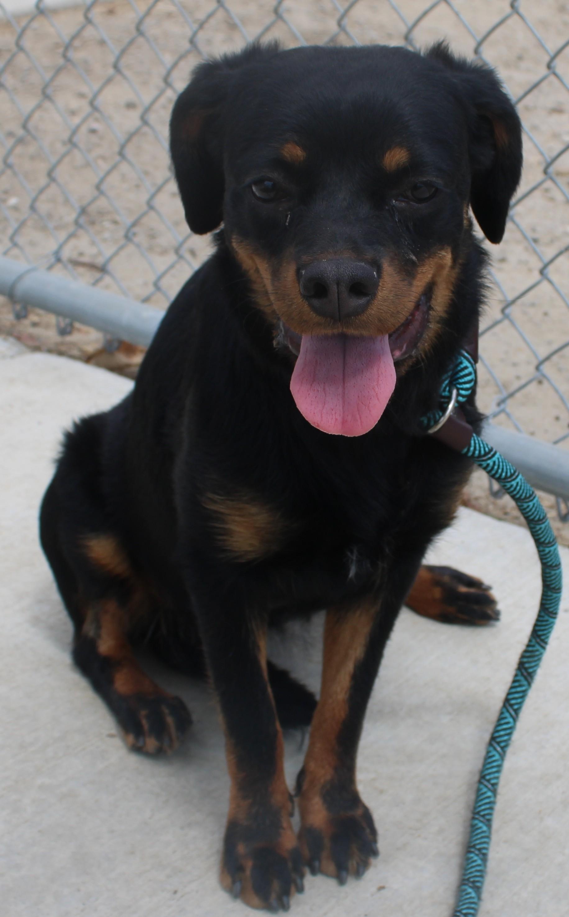 PROSPERITY (Available Aug 18), a ADOPTABLE mixed breed in Wasco, CA image 1/4